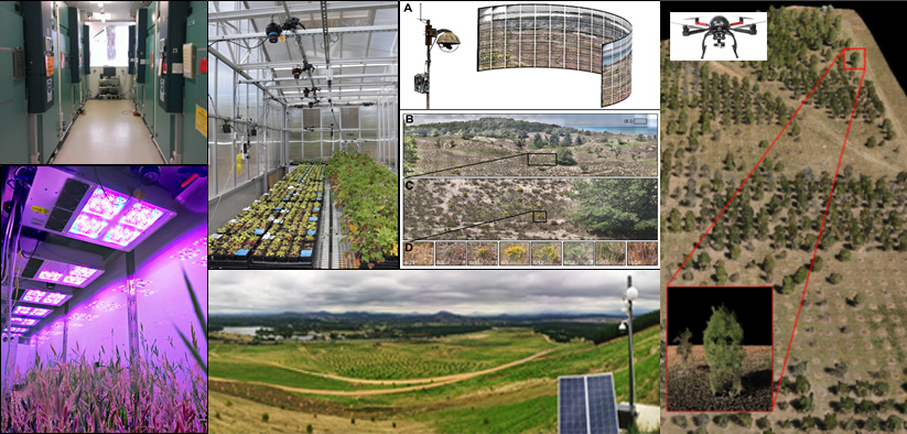 Plants in labs and drone flights over trees